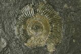Dactylioceras Ammonite Cluster - Posidonia Shale, Germany #180356-2